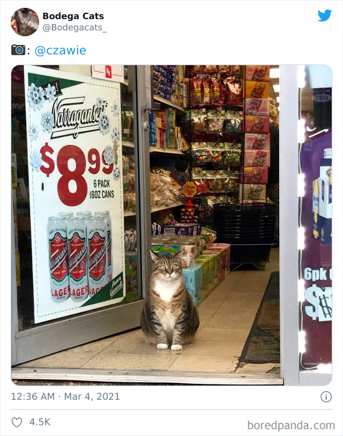 Cats-Store-Bodega