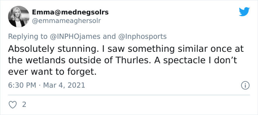 After Following Starlings For 3 Months, This Irish Photographer Captures An Incredible Murmuration In The Shape Of A Huge Bird After Following Starlings For 3 Months, This Irish Photographer Captures An Incredible Murmuration In The Shape Of A Huge Bird