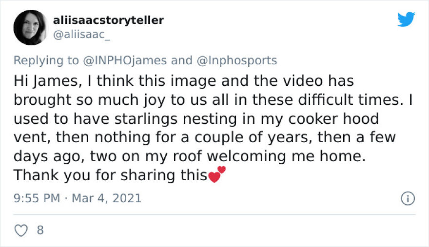 After Following Starlings For 3 Months, This Irish Photographer Captures An Incredible Murmuration In The Shape Of A Huge Bird