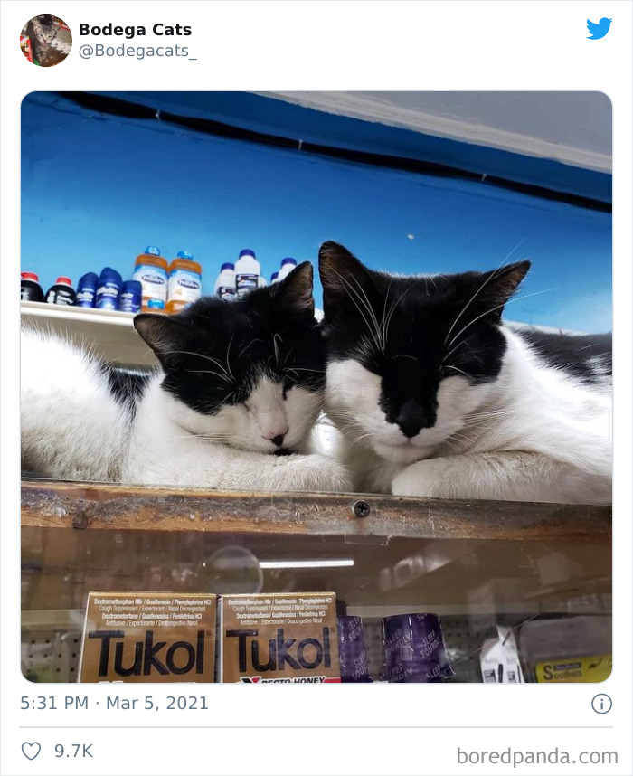 Cats-Store-Bodega