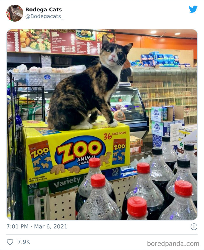 Cats-Store-Bodega