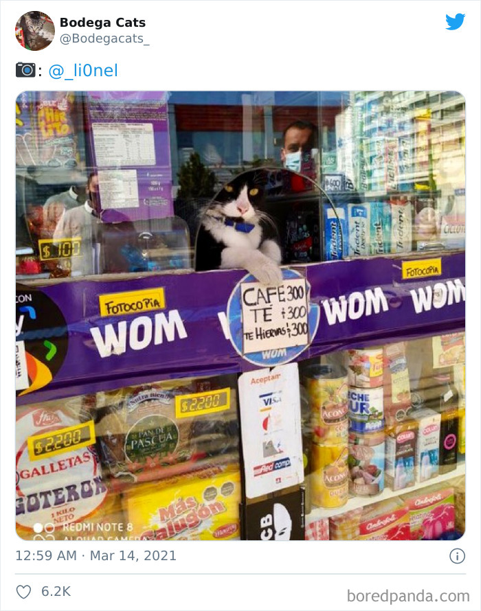 Cats-Store-Bodega