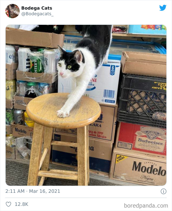 Cats-Store-Bodega