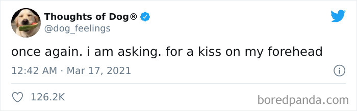 Funny-Tweets-Thoughts-Of-Dog