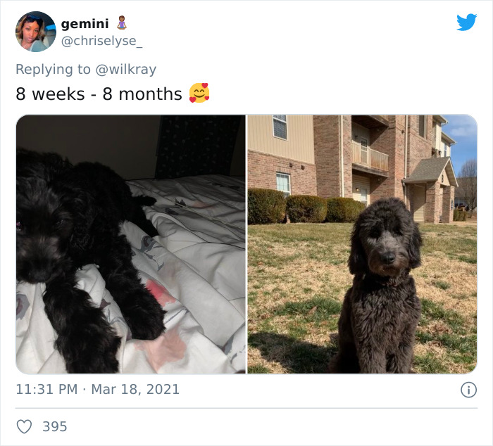 In A New Flash Mob On Twitter, Owners Have Fun With Photos Of Their Dogs As Puppies And How They Are Today