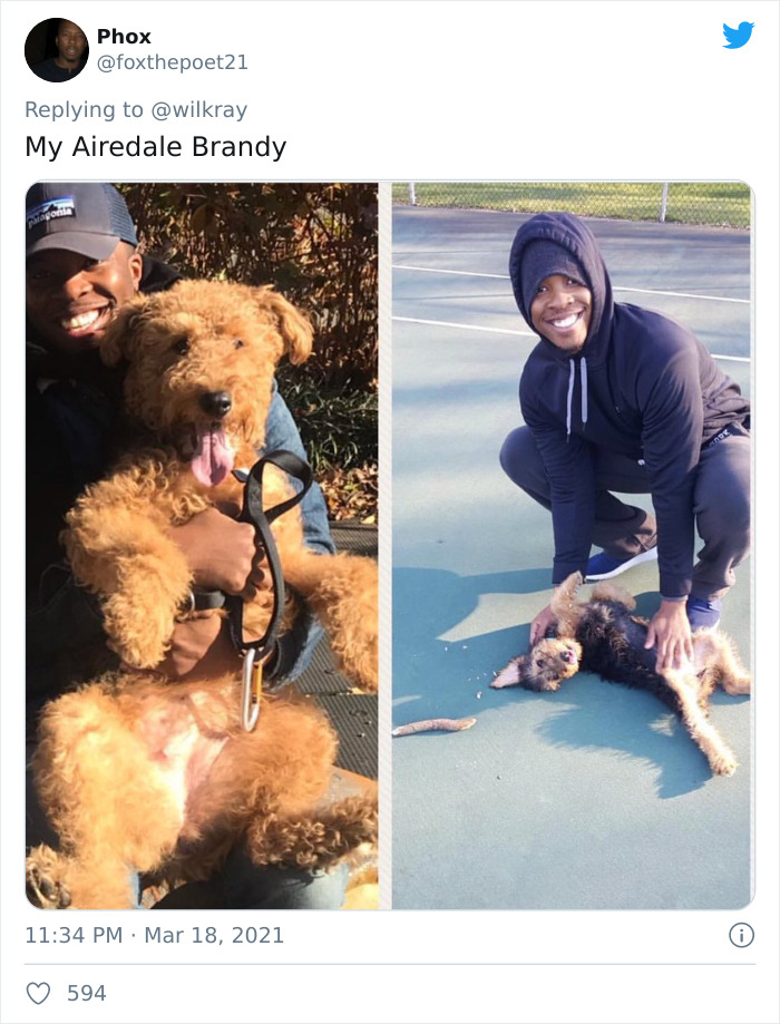 In A New Flash Mob On Twitter, Owners Have Fun With Photos Of Their Dogs As Puppies And How They Are Today