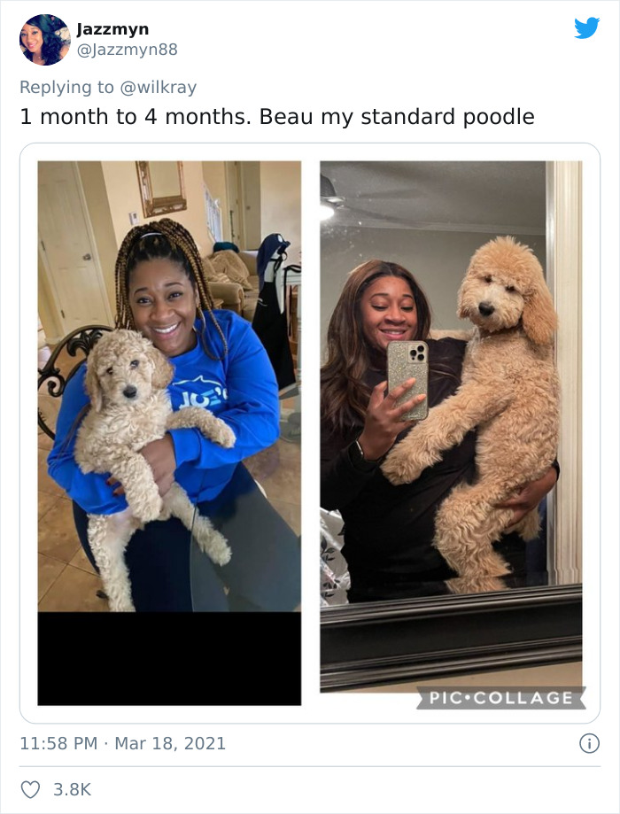 In A New Flash Mob On Twitter, Owners Have Fun With Photos Of Their Dogs As Puppies And How They Are Today