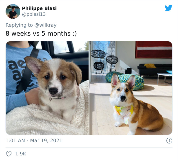 In A New Flash Mob On Twitter, Owners Have Fun With Photos Of Their Dogs As Puppies And How They Are Today