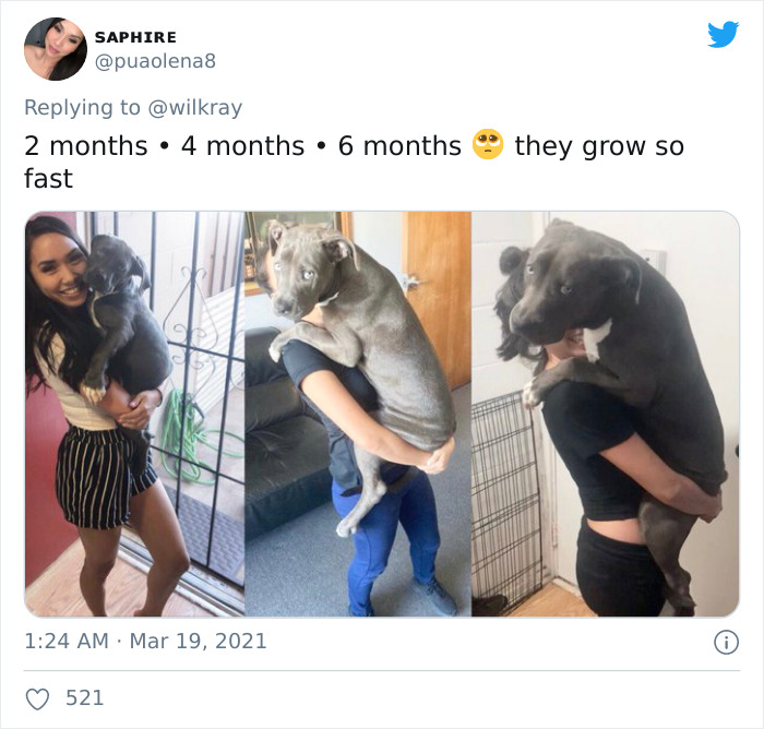 In A New Flash Mob On Twitter, Owners Have Fun With Photos Of Their Dogs As Puppies And How They Are Today