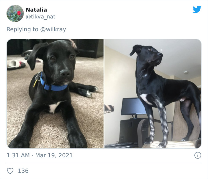 In A New Flash Mob On Twitter, Owners Have Fun With Photos Of Their Dogs As Puppies And How They Are Today