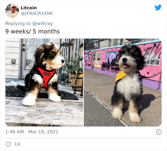 In A New Flash Mob On Twitter, Owners Have Fun With Photos Of Their Dogs As Puppies And How They Are Today