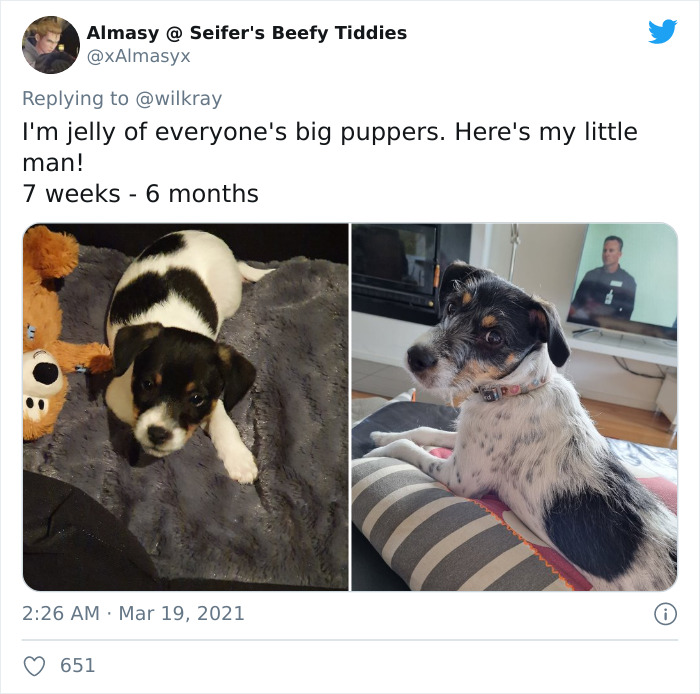 In A New Flash Mob On Twitter, Owners Have Fun With Photos Of Their Dogs As Puppies And How They Are Today