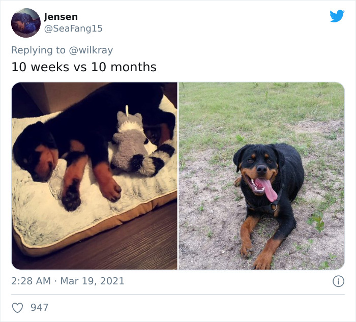 In A New Flash Mob On Twitter, Owners Have Fun With Photos Of Their Dogs As Puppies And How They Are Today