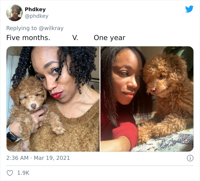 In A New Flash Mob On Twitter, Owners Have Fun With Photos Of Their Dogs As Puppies And How They Are Today