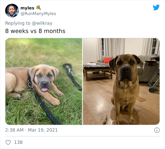 In A New Flash Mob On Twitter, Owners Have Fun With Photos Of Their Dogs As Puppies And How They Are Today