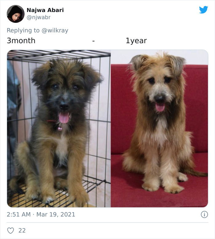 In A New Flash Mob On Twitter, Owners Have Fun With Photos Of Their Dogs As Puppies And How They Are Today