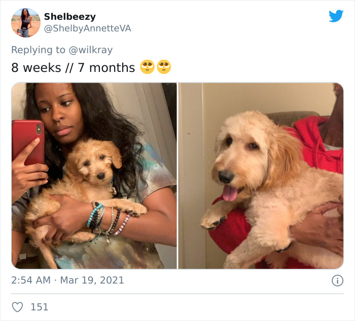 In A New Flash Mob On Twitter, Owners Have Fun With Photos Of Their Dogs As Puppies And How They Are Today