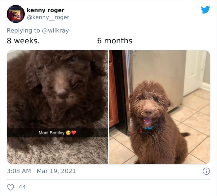 In A New Flash Mob On Twitter, Owners Have Fun With Photos Of Their Dogs As Puppies And How They Are Today