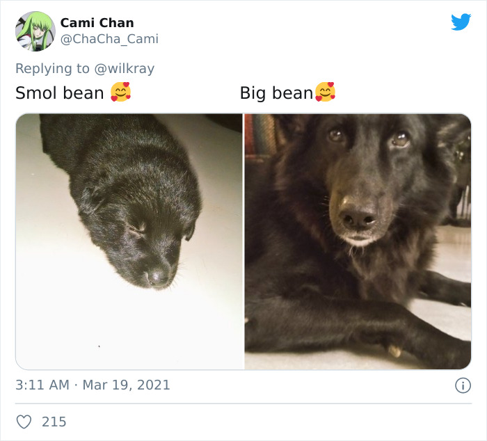 In A New Flash Mob On Twitter, Owners Have Fun With Photos Of Their Dogs As Puppies And How They Are Today