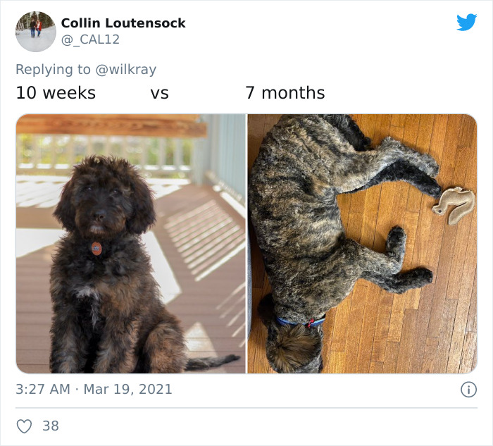 In A New Flash Mob On Twitter, Owners Have Fun With Photos Of Their Dogs As Puppies And How They Are Today
