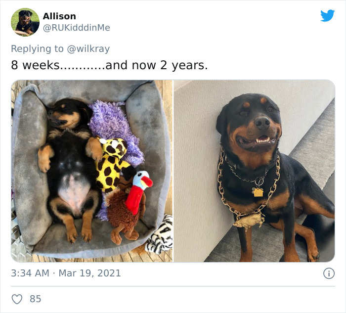In A New Flash Mob On Twitter, Owners Have Fun With Photos Of Their Dogs As Puppies And How They Are Today