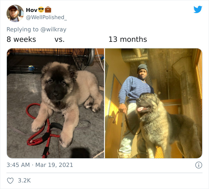 In A New Flash Mob On Twitter, Owners Have Fun With Photos Of Their Dogs As Puppies And How They Are Today