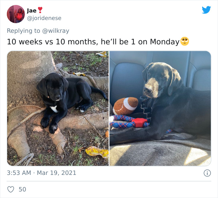 In A New Flash Mob On Twitter, Owners Have Fun With Photos Of Their Dogs As Puppies And How They Are Today