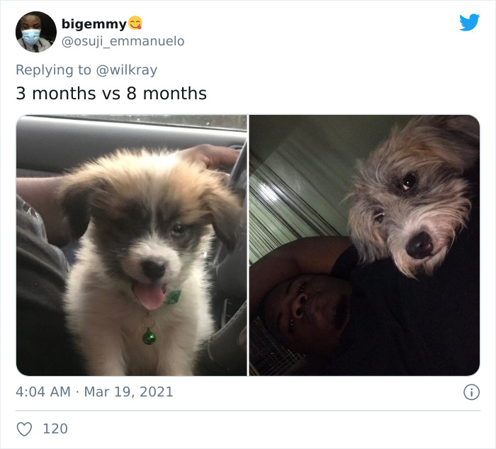 In A New Flash Mob On Twitter, Owners Have Fun With Photos Of Their Dogs As Puppies And How They Are Today