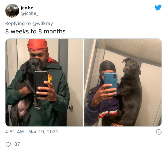 In A New Flash Mob On Twitter, Owners Have Fun With Photos Of Their Dogs As Puppies And How They Are Today