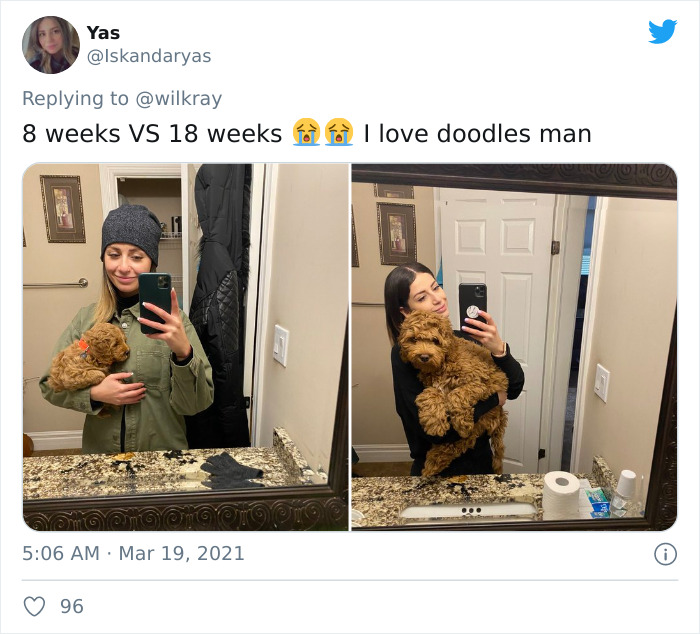 In A New Flash Mob On Twitter, Owners Have Fun With Photos Of Their Dogs As Puppies And How They Are Today