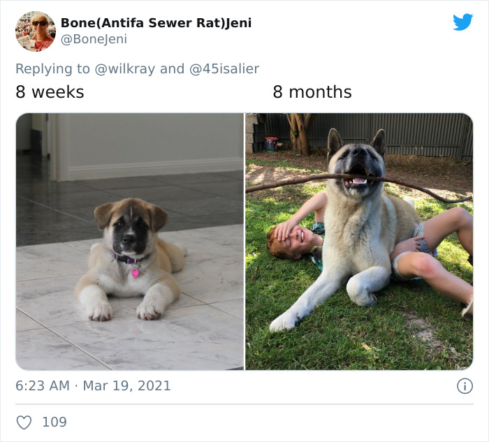 In A New Flash Mob On Twitter, Owners Have Fun With Photos Of Their Dogs As Puppies And How They Are Today
