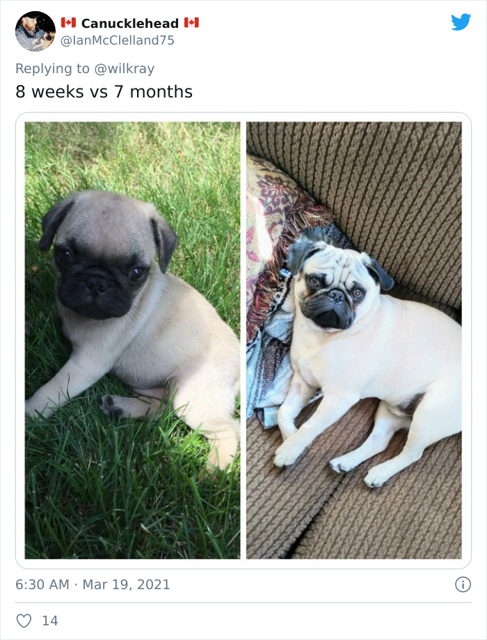 In A New Flash Mob On Twitter, Owners Have Fun With Photos Of Their Dogs As Puppies And How They Are Today