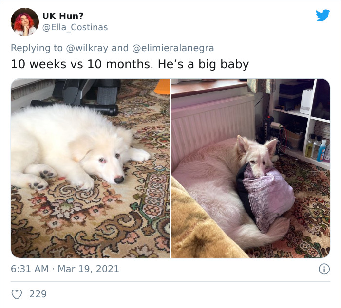 In A New Flash Mob On Twitter, Owners Have Fun With Photos Of Their Dogs As Puppies And How They Are Today