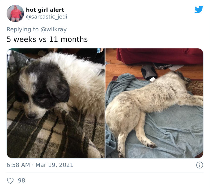 In A New Flash Mob On Twitter, Owners Have Fun With Photos Of Their Dogs As Puppies And How They Are Today