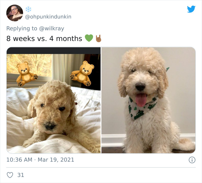 In A New Flash Mob On Twitter, Owners Have Fun With Photos Of Their Dogs As Puppies And How They Are Today
