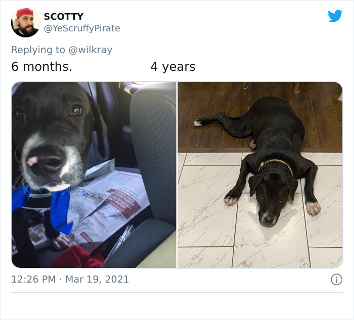 In A New Flash Mob On Twitter, Owners Have Fun With Photos Of Their Dogs As Puppies And How They Are Today