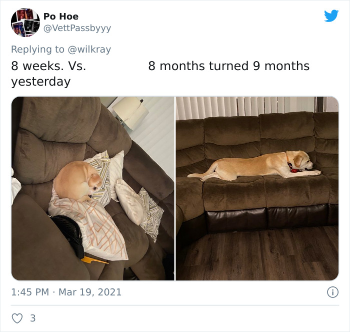 In A New Flash Mob On Twitter, Owners Have Fun With Photos Of Their Dogs As Puppies And How They Are Today