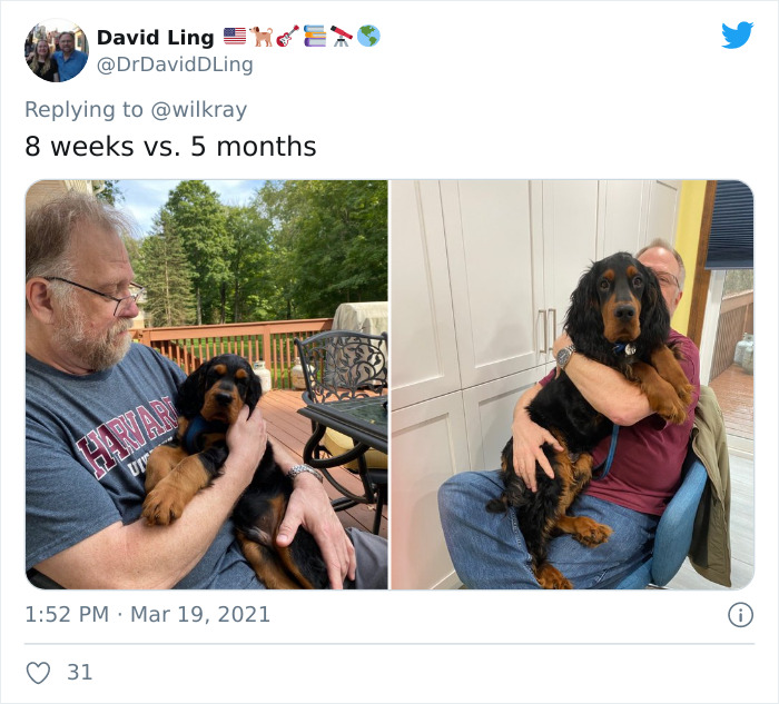 In A New Flash Mob On Twitter, Owners Have Fun With Photos Of Their Dogs As Puppies And How They Are Today