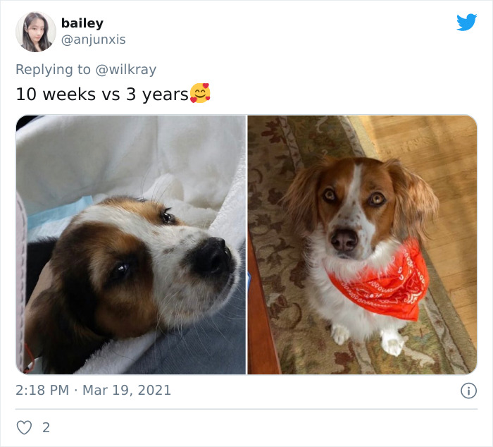 In A New Flash Mob On Twitter, Owners Have Fun With Photos Of Their Dogs As Puppies And How They Are Today
