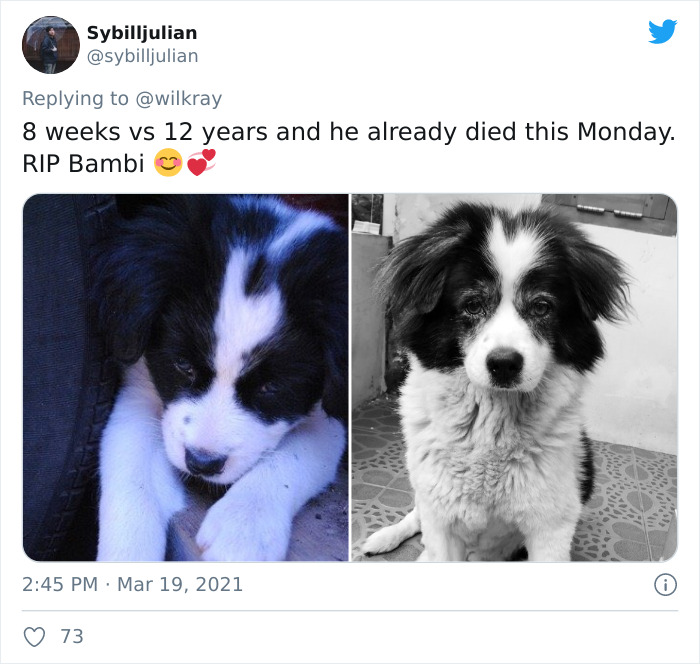 In A New Flash Mob On Twitter, Owners Have Fun With Photos Of Their Dogs As Puppies And How They Are Today