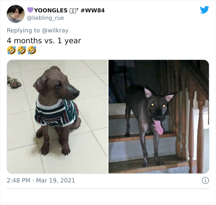 In A New Flash Mob On Twitter, Owners Have Fun With Photos Of Their Dogs As Puppies And How They Are Today