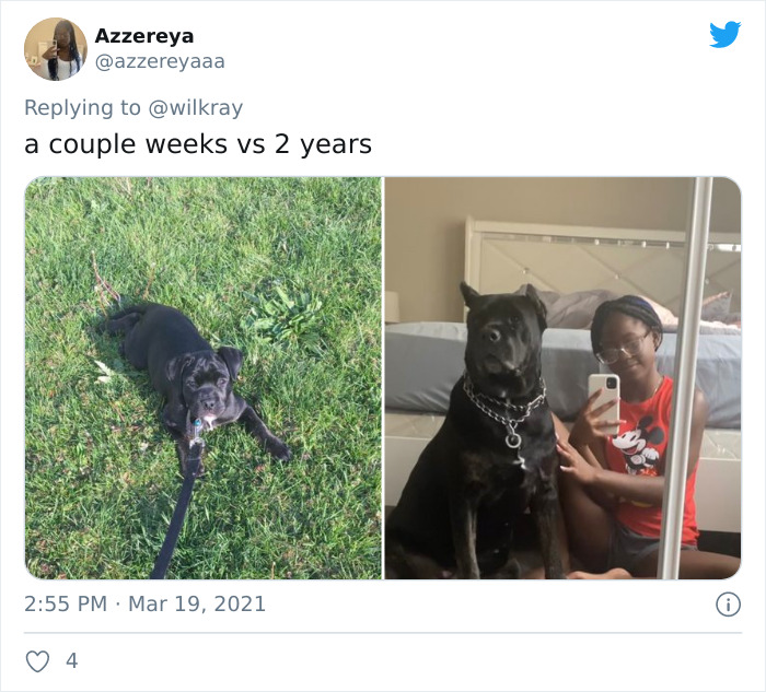 In A New Flash Mob On Twitter, Owners Have Fun With Photos Of Their Dogs As Puppies And How They Are Today