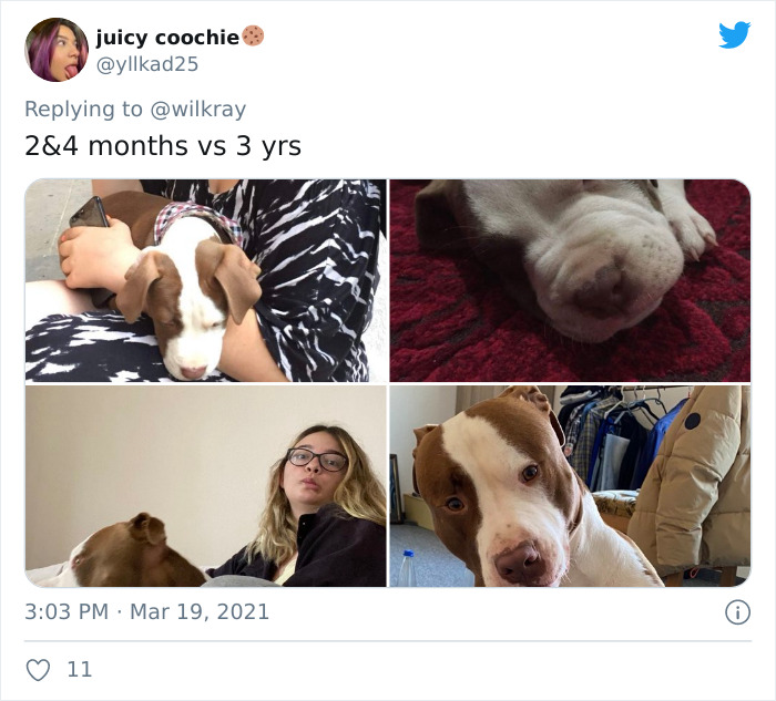 In A New Flash Mob On Twitter, Owners Have Fun With Photos Of Their Dogs As Puppies And How They Are Today