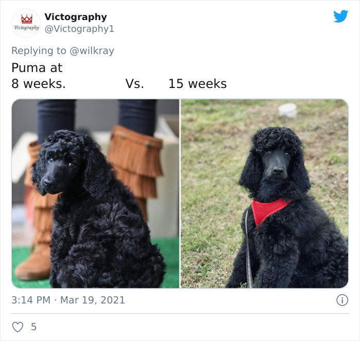 In A New Flash Mob On Twitter, Owners Have Fun With Photos Of Their Dogs As Puppies And How They Are Today