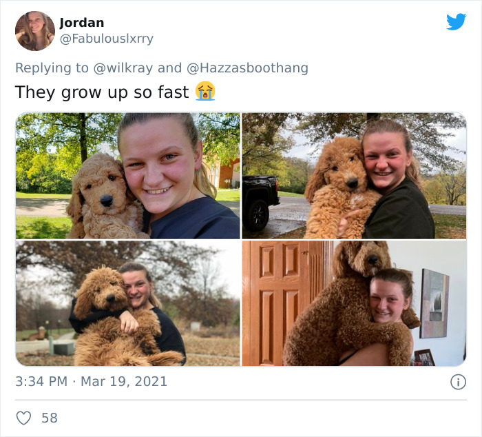 In A New Flash Mob On Twitter, Owners Have Fun With Photos Of Their Dogs As Puppies And How They Are Today