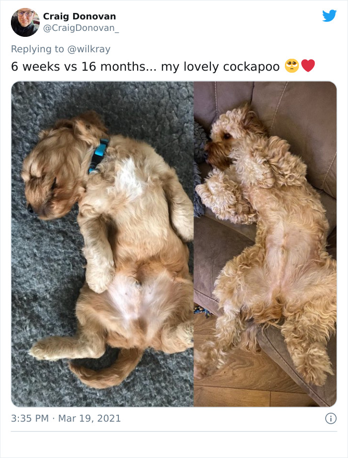 In A New Flash Mob On Twitter, Owners Have Fun With Photos Of Their Dogs As Puppies And How They Are Today