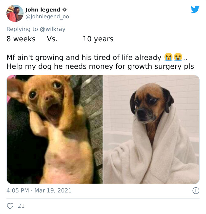 In A New Flash Mob On Twitter, Owners Have Fun With Photos Of Their Dogs As Puppies And How They Are Today
