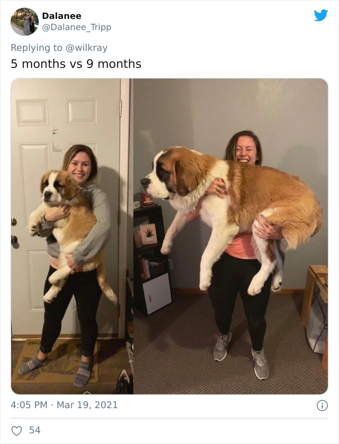 In A New Flash Mob On Twitter, Owners Have Fun With Photos Of Their Dogs As Puppies And How They Are Today