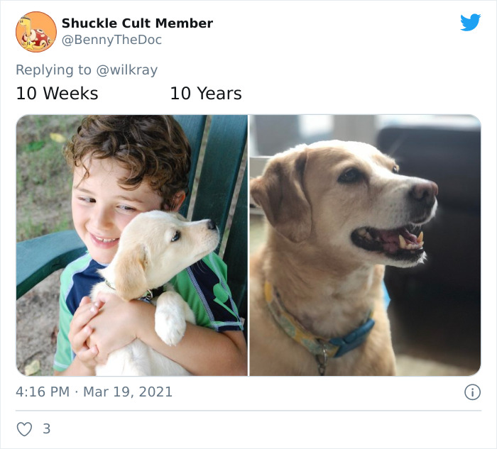 In A New Flash Mob On Twitter, Owners Have Fun With Photos Of Their Dogs As Puppies And How They Are Today