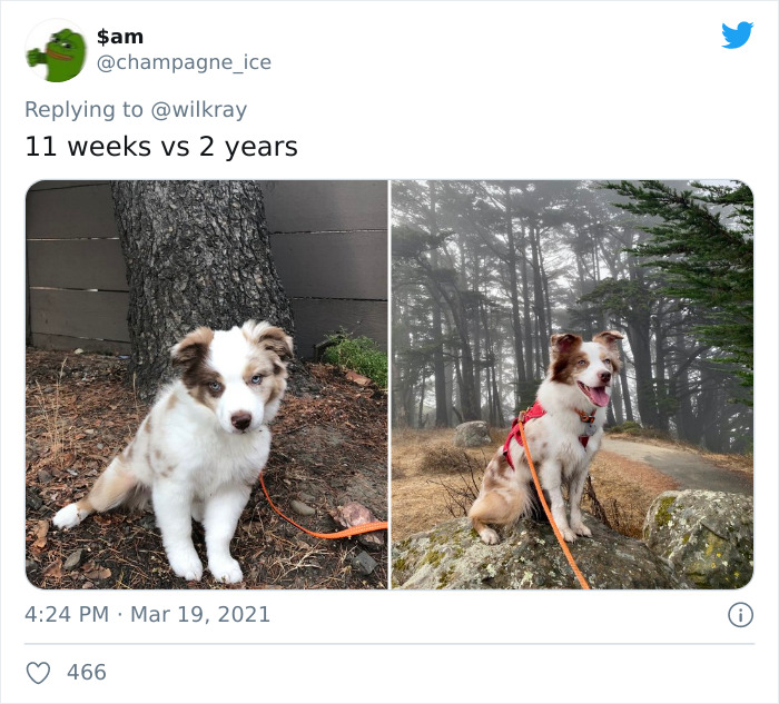 In A New Flash Mob On Twitter, Owners Have Fun With Photos Of Their Dogs As Puppies And How They Are Today